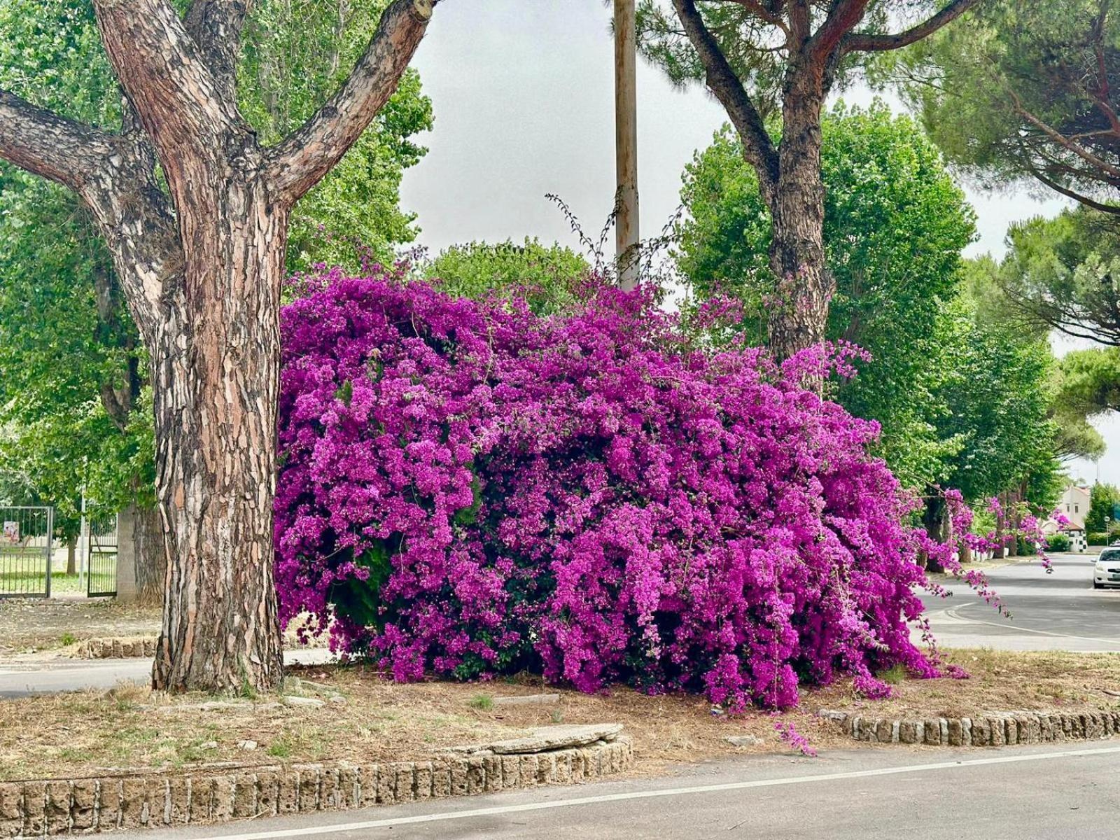 Marina di Cerveteri Casa Mila Whiteヴィラ エクステリア 写真
